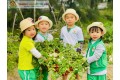 TRẢI NGHIỆM LÀM BÁC NÔNG DÂN THU HOẠCH CỦ CẢI